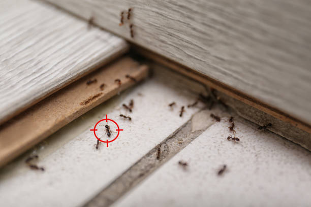 Best Best Pest Control Companies  in West Jordan, UT