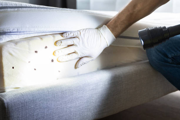 Reliable West Jordan, UT Pest Control Solutions